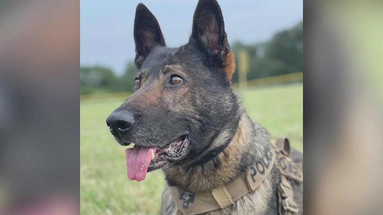 Una leyenda canina: fallece perro policía de Austin que ayudó a realizar 258 arrestos