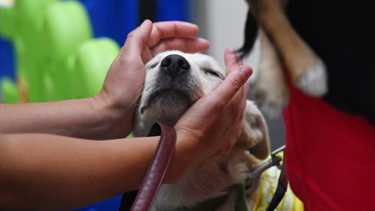 Redadas migratorias: cómo planear el cuidado de tu mascota si te detienen