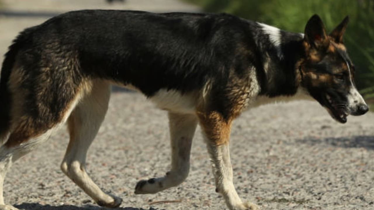 Una mujer de 71 años muere tras ataque de una manada de perros: buscan al dueño de los animales