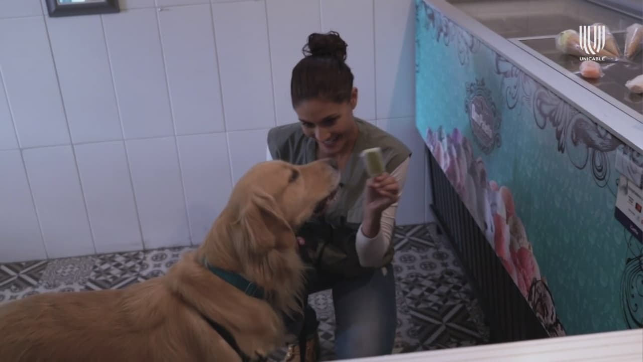 Consiente a tu amigo perruno con un helado, conoce este lugar que vende postres para mascotas