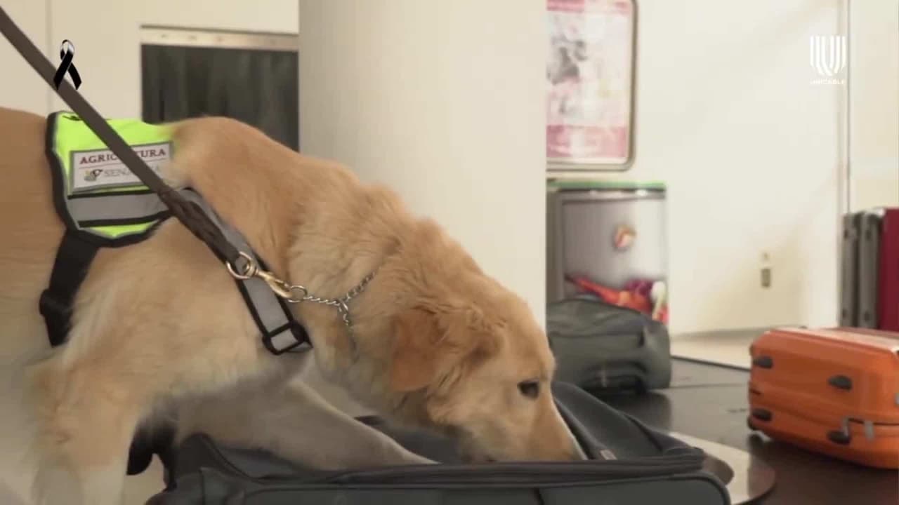 Más mascotas que humanos: Sachi Tamashiro muestra cómo es el entrenamiento de un perro inspector