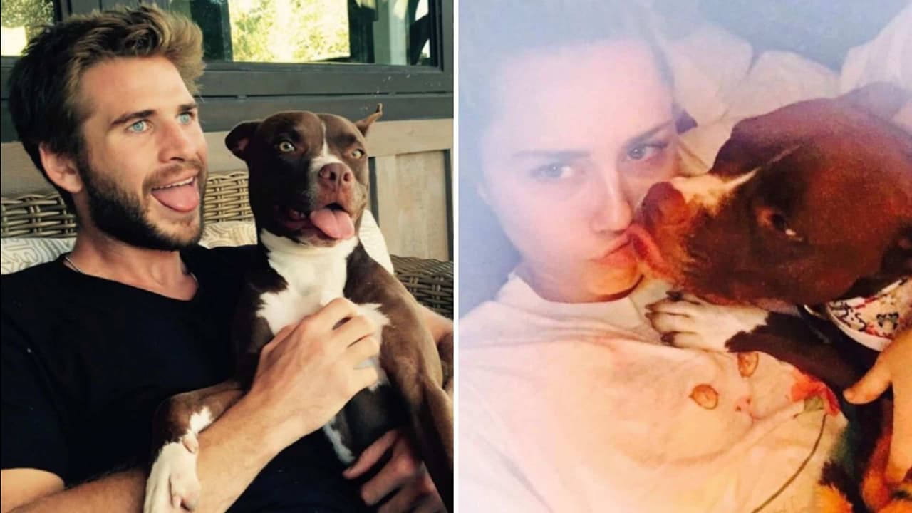 ¿Quién se quedará con las mascotas de Miley y Liam?
