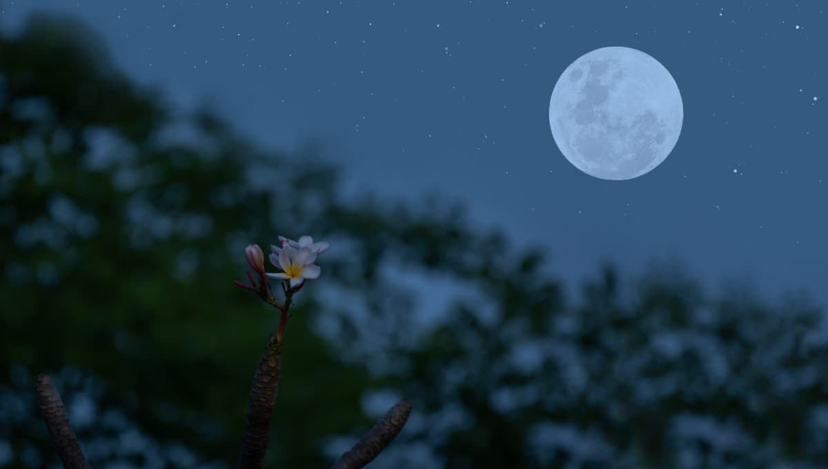 La luna llena de marzo también es conocida como "Luna de gusano".