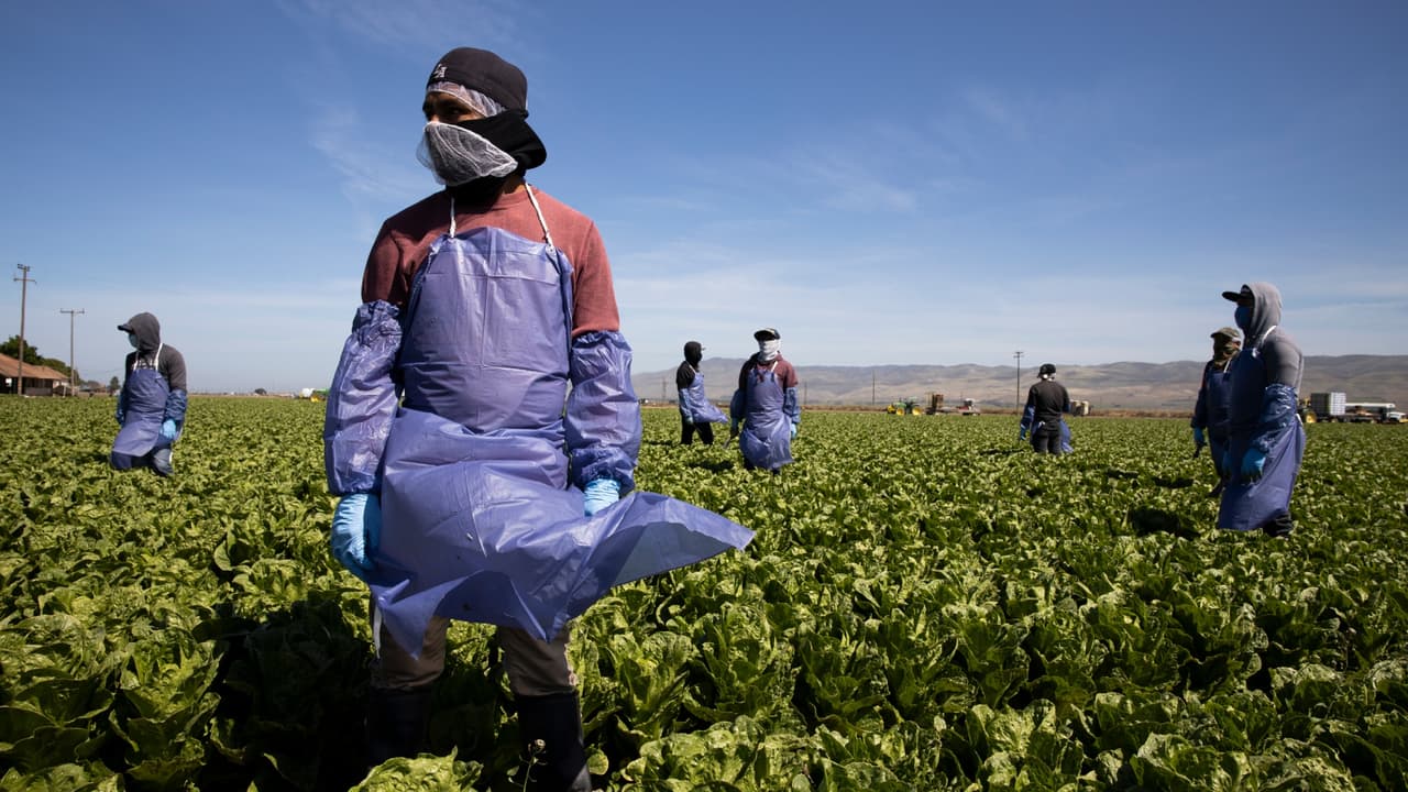 Trabajadores agrícolas bajo la sombra del miedo por los operativos ICE: “Está peor cada día”