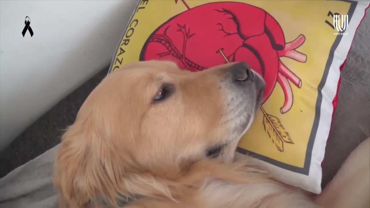 Más mascotas que humanos: Como reyes, Bou y Teo disfrutan de una tarde de spa