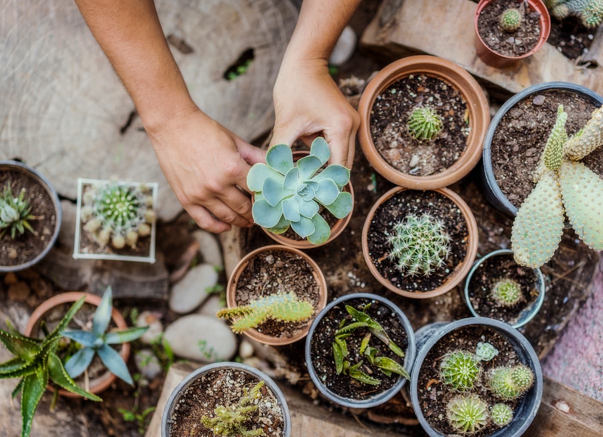Man planting cactus and succulent plants