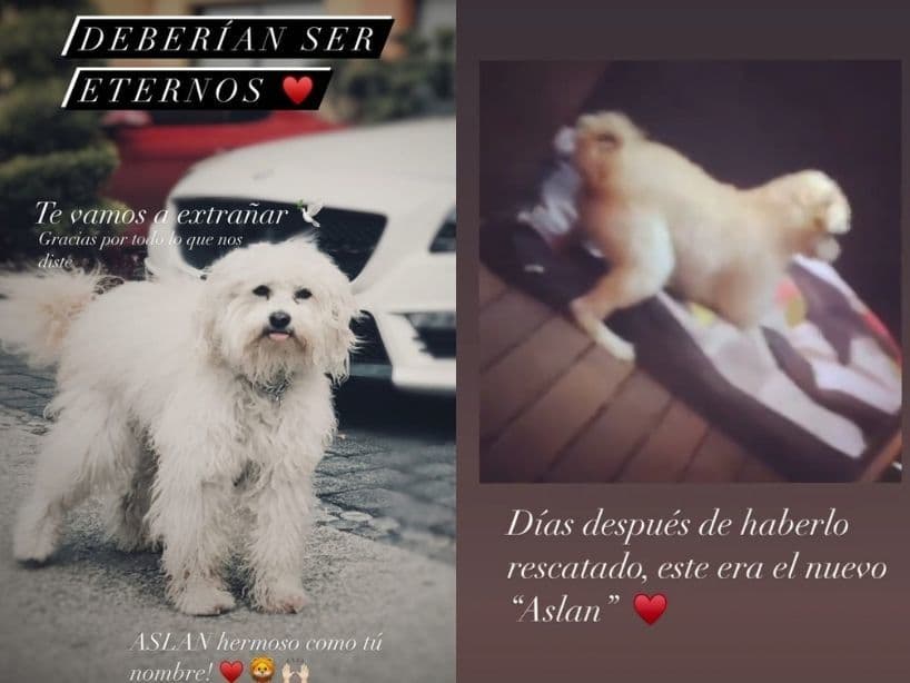 Muere la mascota de José Ron
