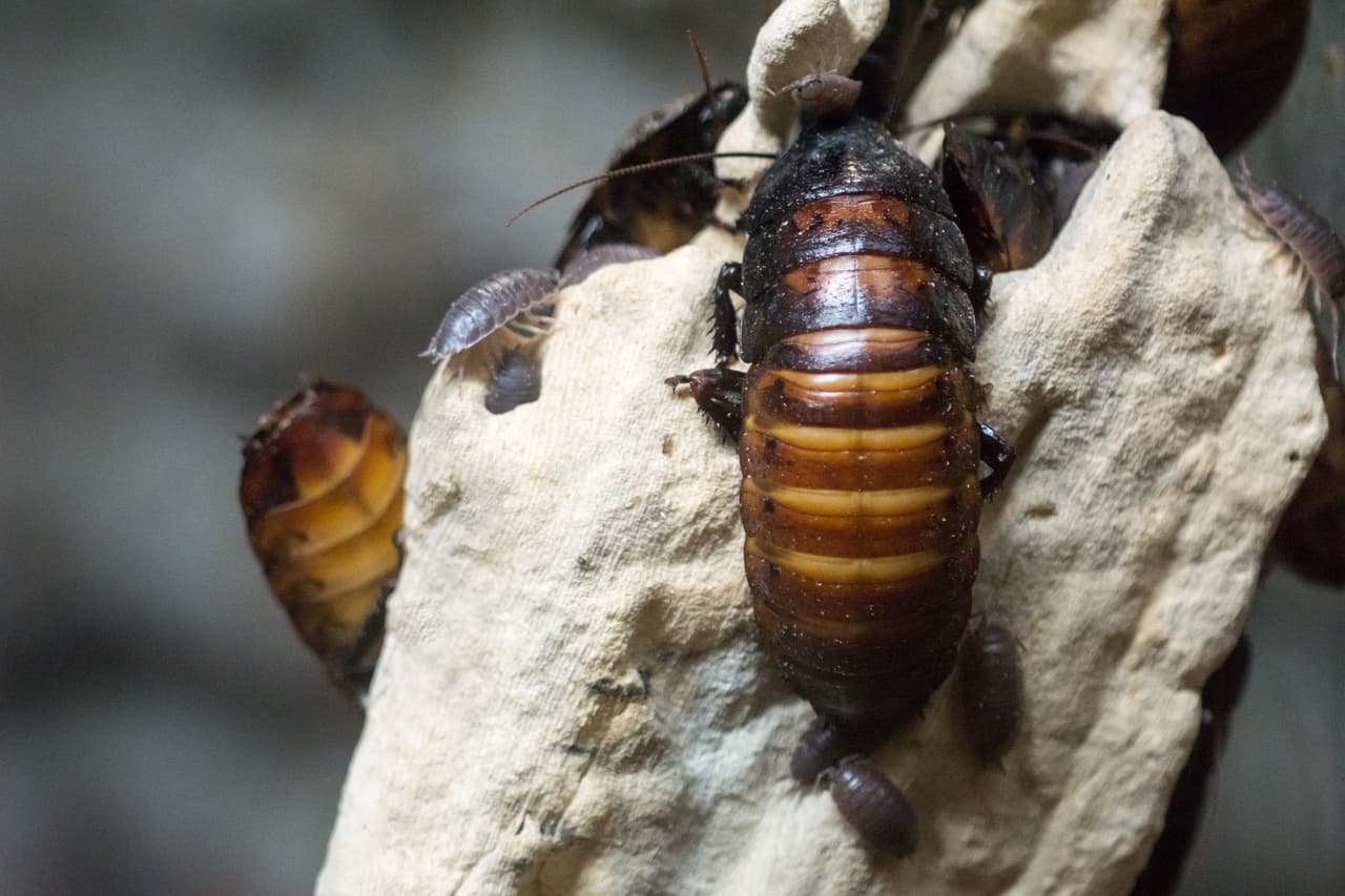 Family of roaches and palmetto bugs and other critters are spotted on this white rock.