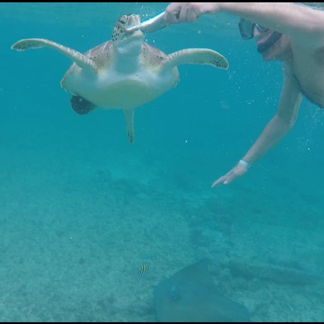 El Burro Van Rankin nadó con tortugas en las playas del Caribe.