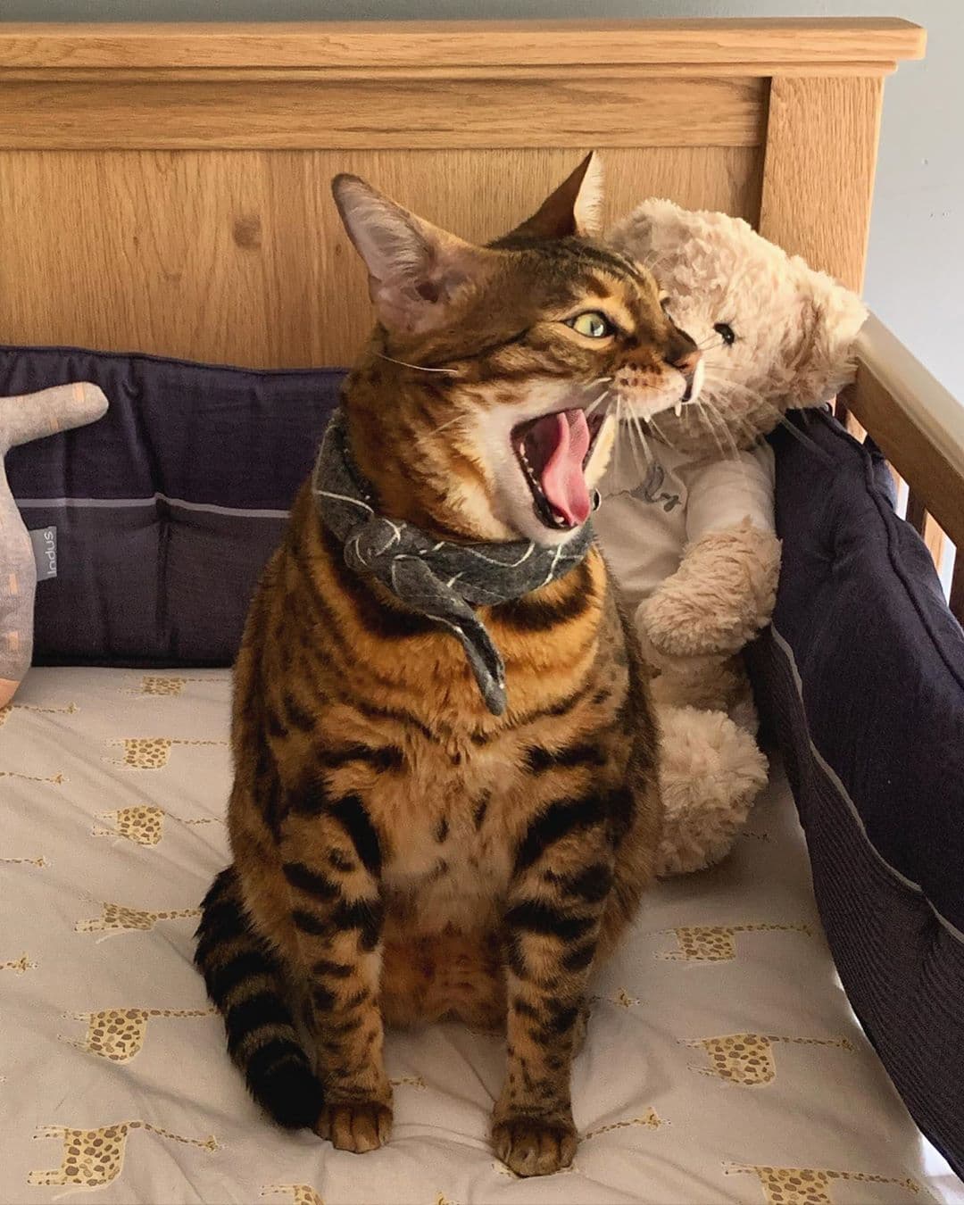 Y es que desde antes que naciera Noah, el felino ha estado presente en la vida de la cantante, acompañándola a todos lados. Y a pesar de que dicen que los gatos a veces suelen ser agresivos, Joy ha compartido fotos donde se ve a su hijo con su mascota teniendo una excelente relación.