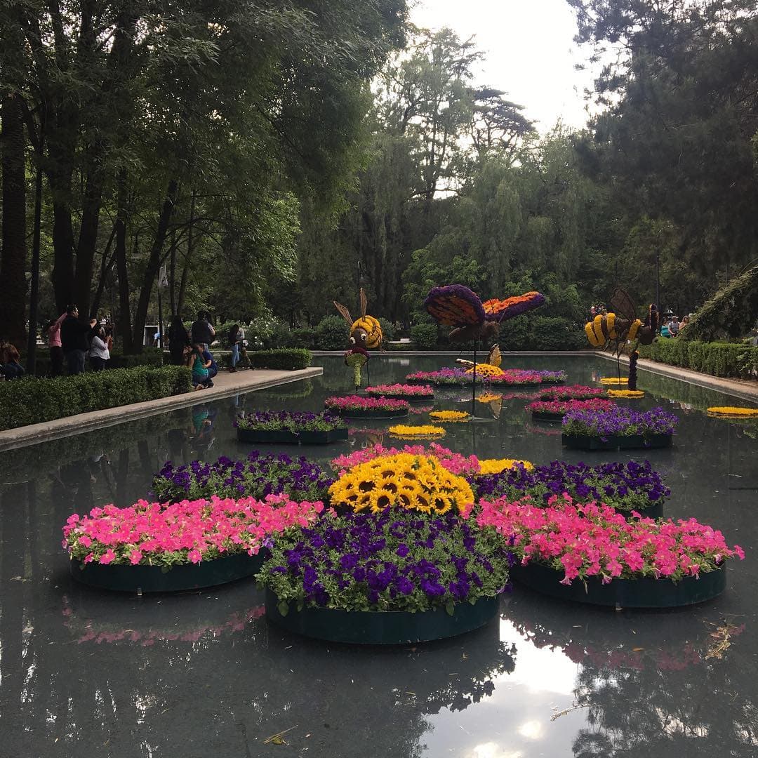 Tal vez reconoces a las abejas del Jardín Botánico de Chapultepec, que ahora tienen flores de su tamaño para picar.