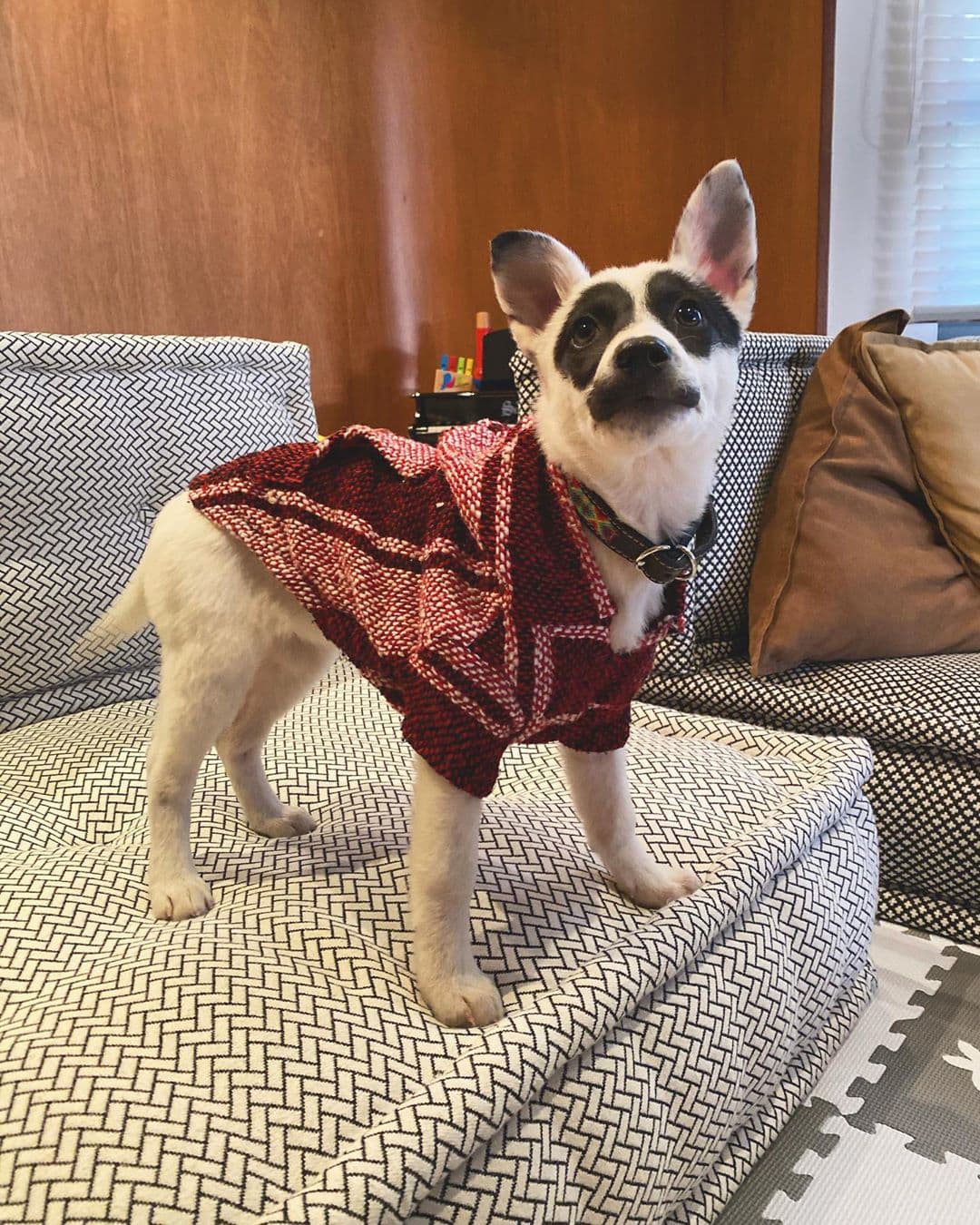 <b><a href="https://www.telehit.com/musica/joy-huerta-esposa-foto-diana-atri-quien-es">Joy Huerta</a> </b>conmovió a todos su fans que son amantes de los animales al compartir una fotografía de la perrita que adoptó.
<br>